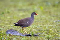 Lagunage de Concorde